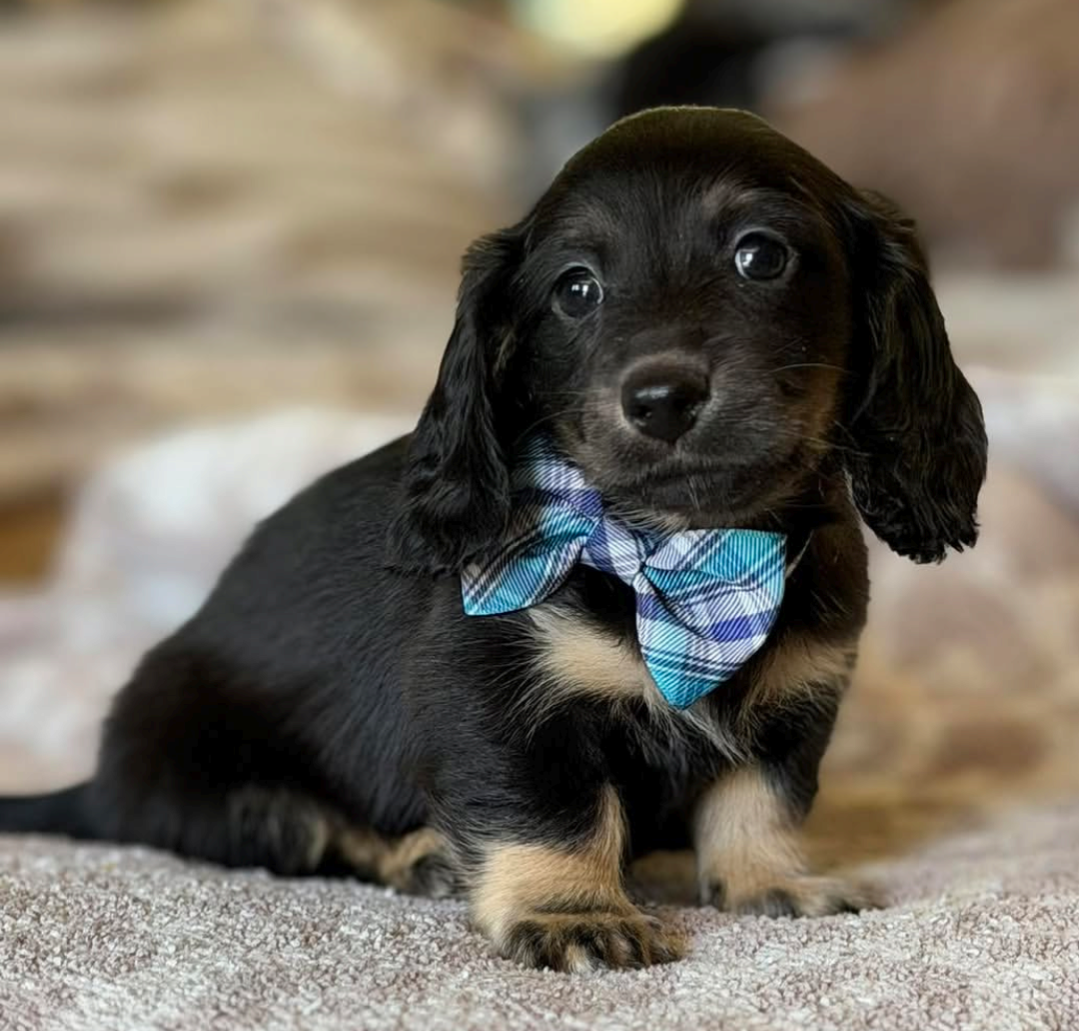 Olive, a Black & Cream smooth dachshund puppy