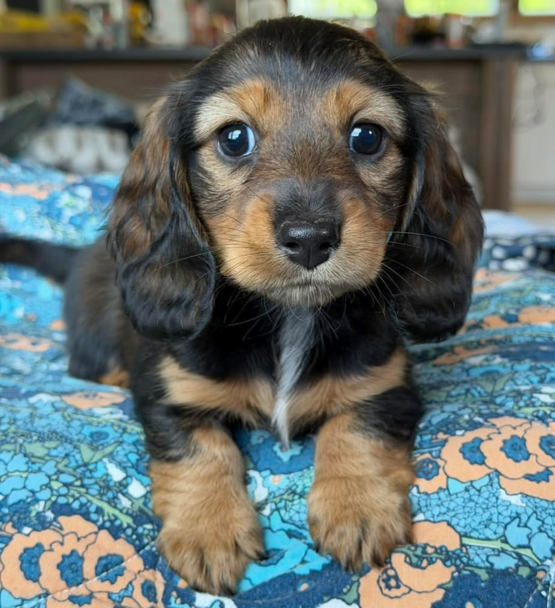 Willow, a Black & Tan smooth dachshund puppy