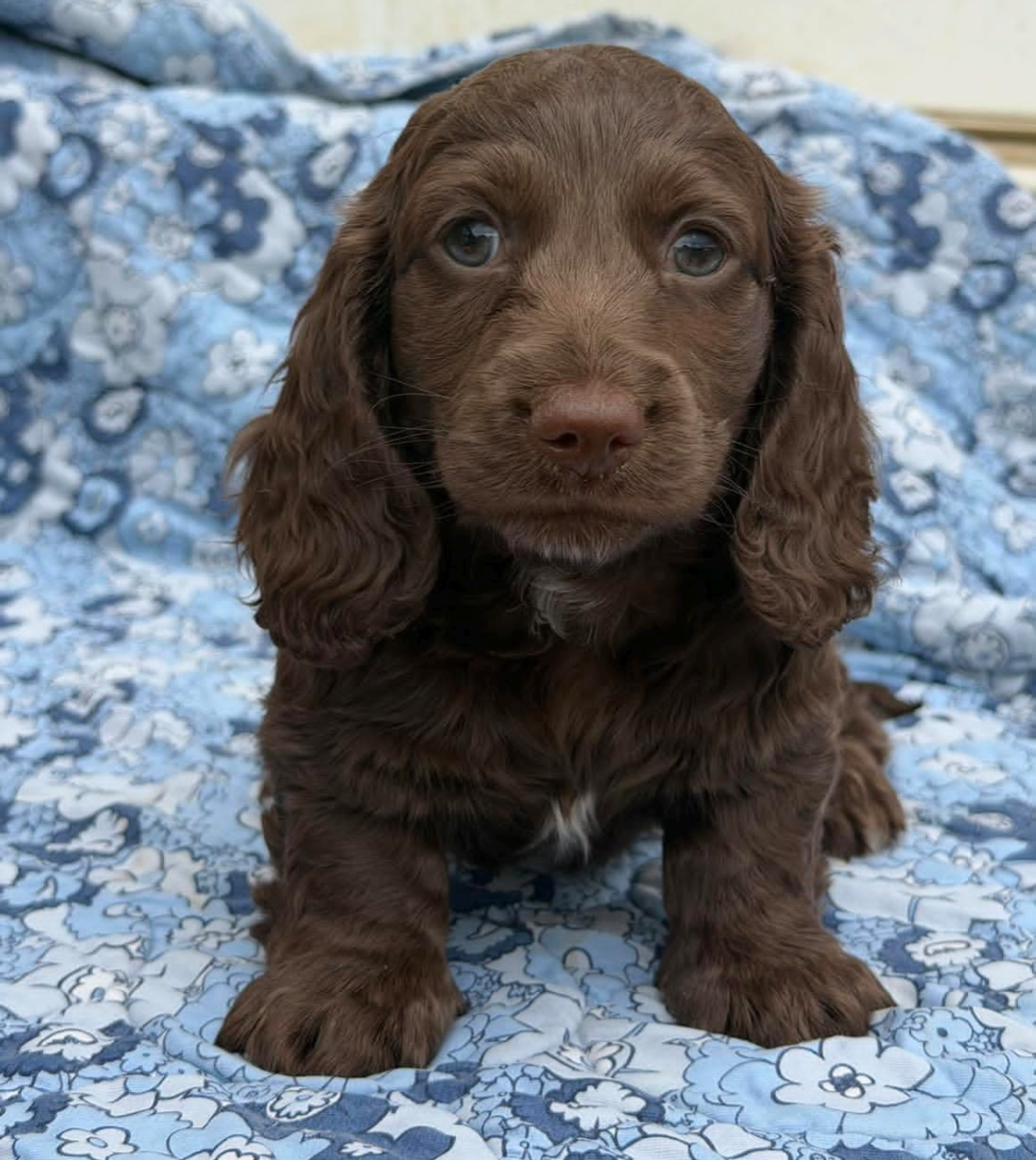 Henry, a Chocolate longhair dachshund puppy