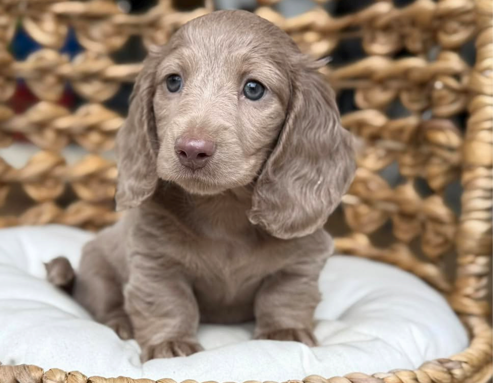 Biscuit, a Cream longhair dachshund puppy