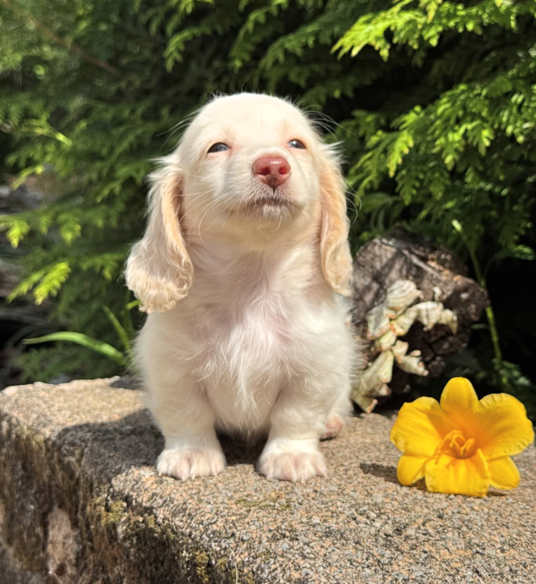 Maple, a Cream Dapple longhair dachshund puppy