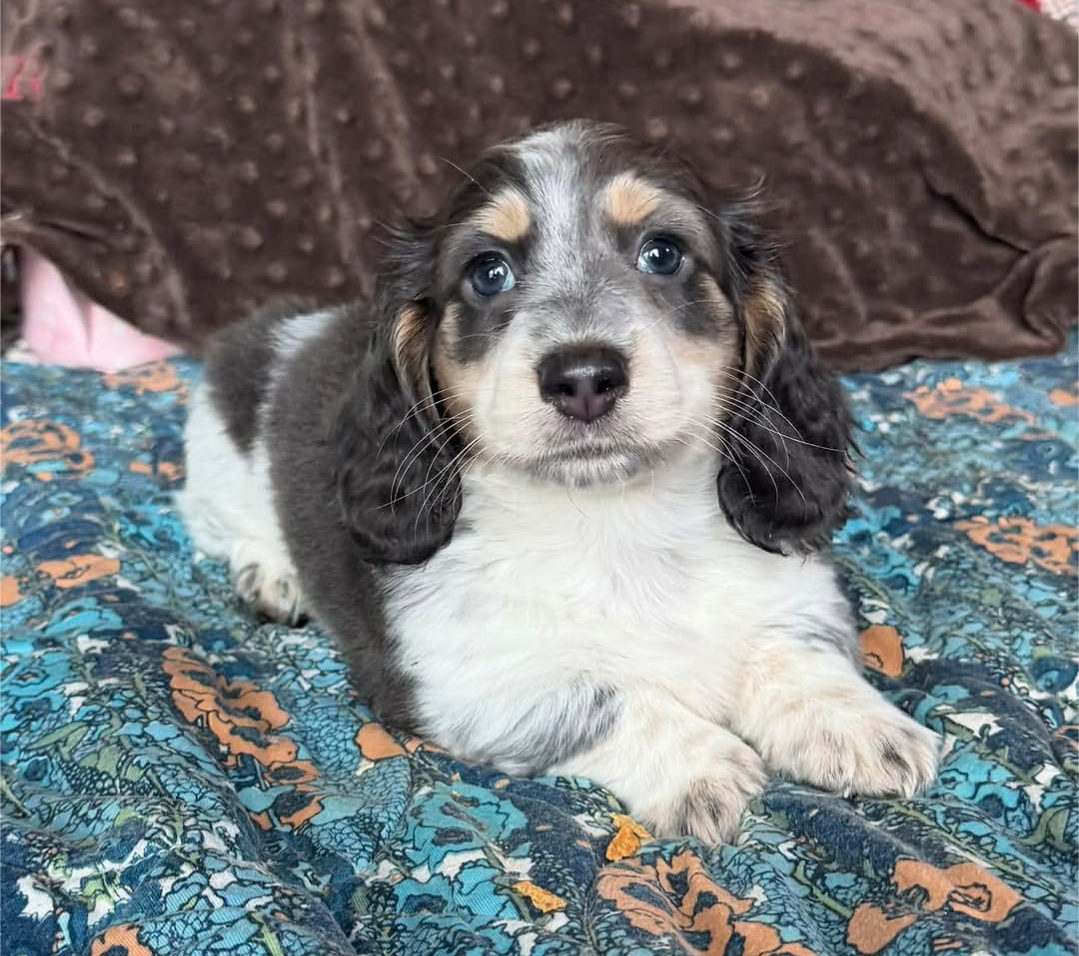 Pippa