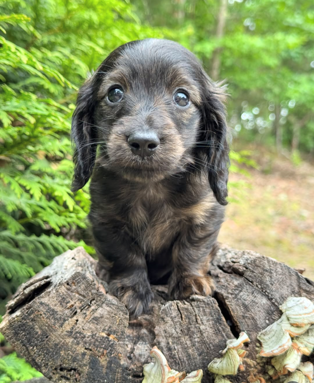 Scout, a Wild Boar wirehair dachshund puppy